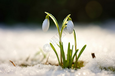 雪地里的花朵图片