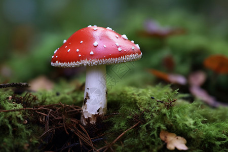 有毒的蘑菇危险毒菌高清图片
