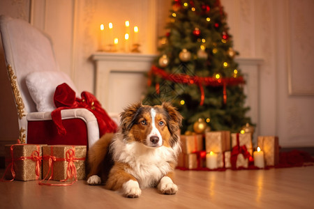 古牧犬庆祝圣诞节的边牧犬背景