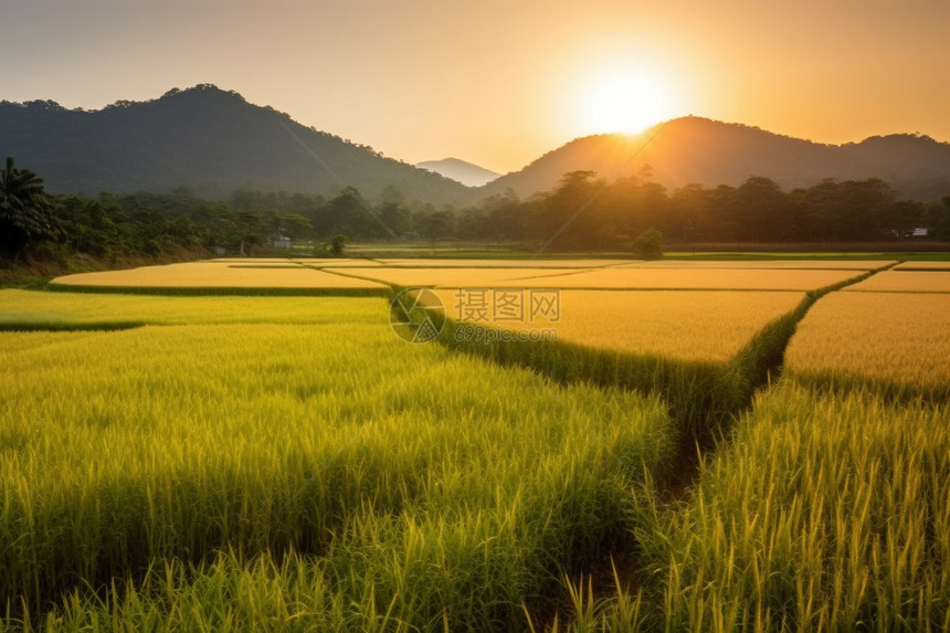 夏天乡村种植的水稻田图片