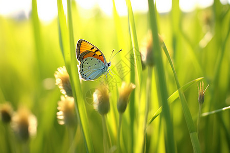 落在草上的蝴蝶图片