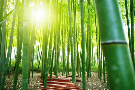 清新自然的竹林图片