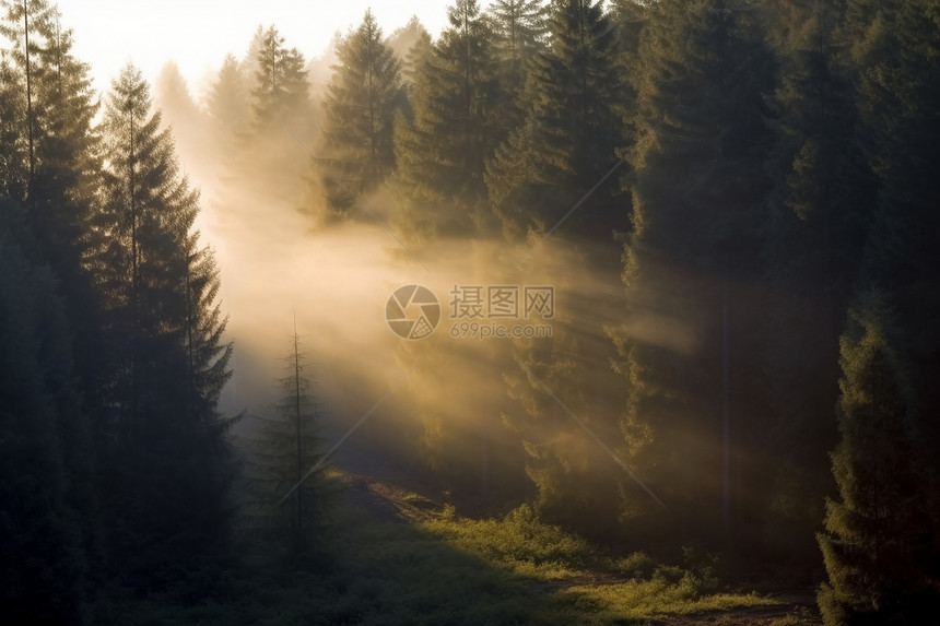 薄雾缭绕的森林图片