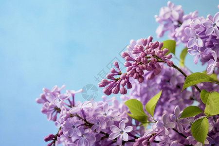 丁香三朵花瓣美丽的丁香花背景