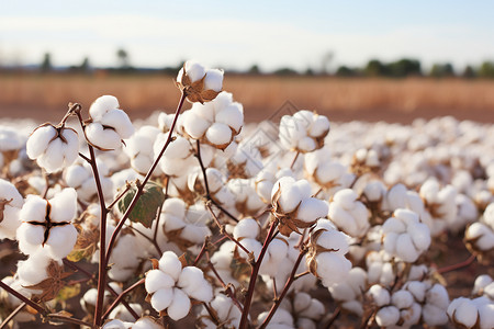 大型棉花种植基地高清图片