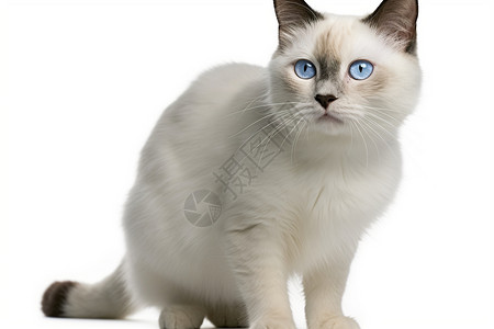 白色背景上的宠物猫咪图片