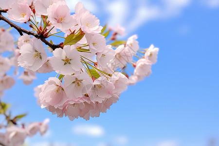 夏天盛开的桃花树图片