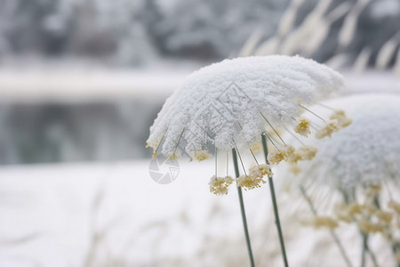 雪后的野生植物图片