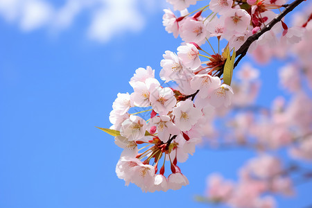 美丽的桃花树图片