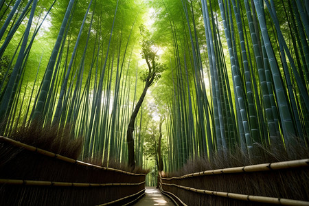 美丽的森林竹海景观背景图片