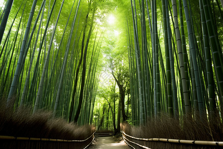 壮观的森林竹海景观图片