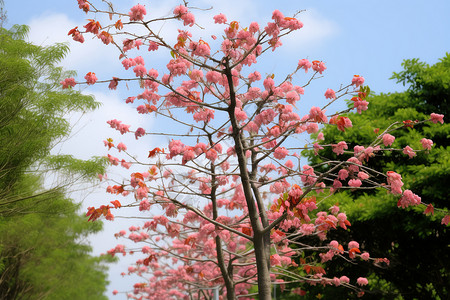 开花的树木背景图片