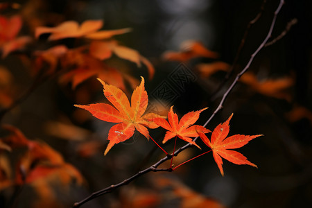 秋季枝头的枫叶背景图片