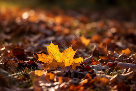 秋天的颜色背景图片
