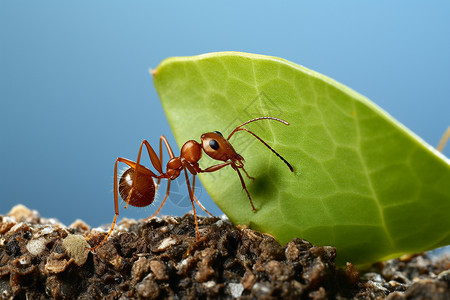 蚂蚁叶子无脊椎动物背景