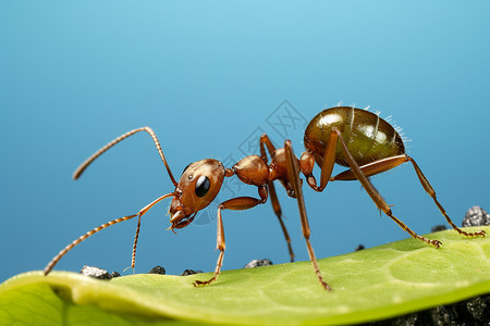 蚂蚁的力量勤劳的蚂蚁背景
