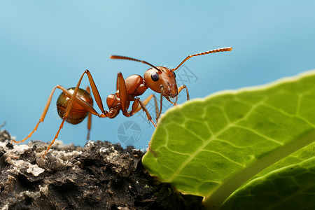 荒野的蚂蚁图片