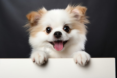 开心的宠物狗背景图片
