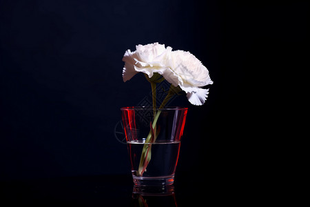 杯子中的康乃馨背景图片
