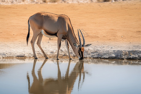 喝水的羚羊鼻角羚羊高清图片