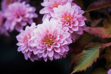 粉红色的菊花背景图片