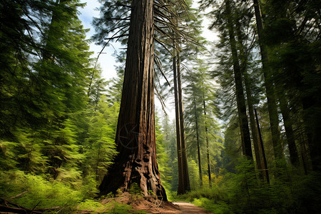 粗壮的红杉树图片