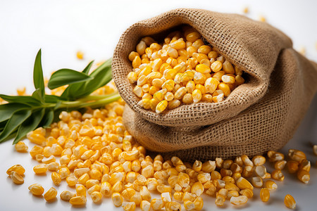 营养有机的玉米粒背景图片