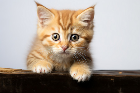 粉橘色花纹边框橘色花纹的小猫背景
