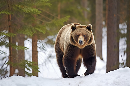 森林中野生的棕熊图片