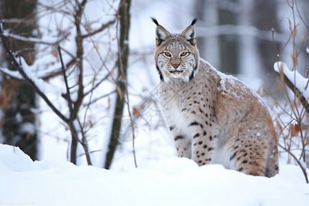 冬季雪地中的猞猁图片