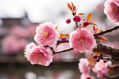 树木上的樱花背景图片
