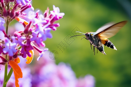 花朵旁的昆虫蜂鸟蛾图片
