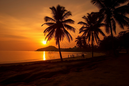 当我仰望树木时日落时海边的棕榈树背景