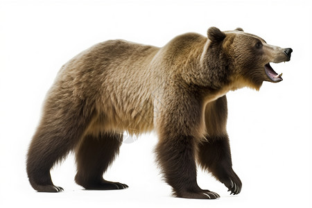 危险的野生棕熊背景图片