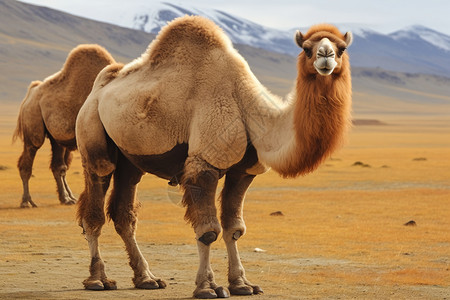 草原上站立的骆驼图片