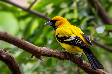 黄鹂鸟素材动物园的黄鹂背景