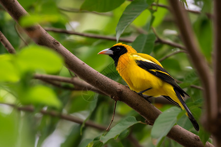 黄鹂鸟素材树上的黄鹂背景
