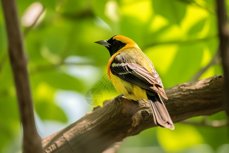 黄鹂鸟素材大自然的黄鹂背景