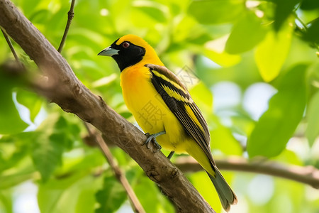 黄鹂鸟素材户外的黄鹂背景
