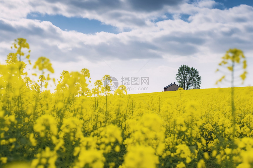 美丽的油菜花田野图片