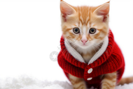 穿着红色毛衣的黄猫背景图片