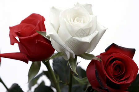 红玫瑰和白玫瑰花图片