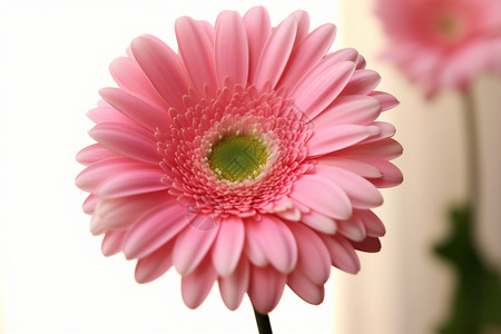 绽放的美丽的粉色花图片