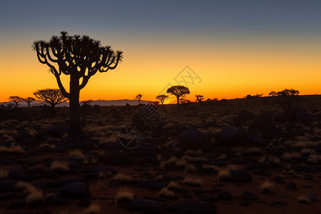 箭袋树非洲风景名胜背景