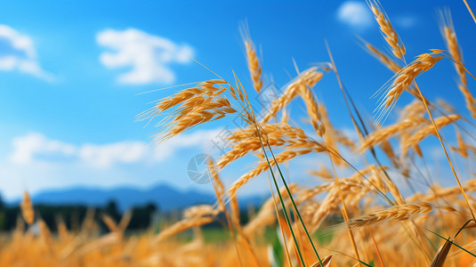 小麦水稻稻田里水稻在微风中摇曳背景