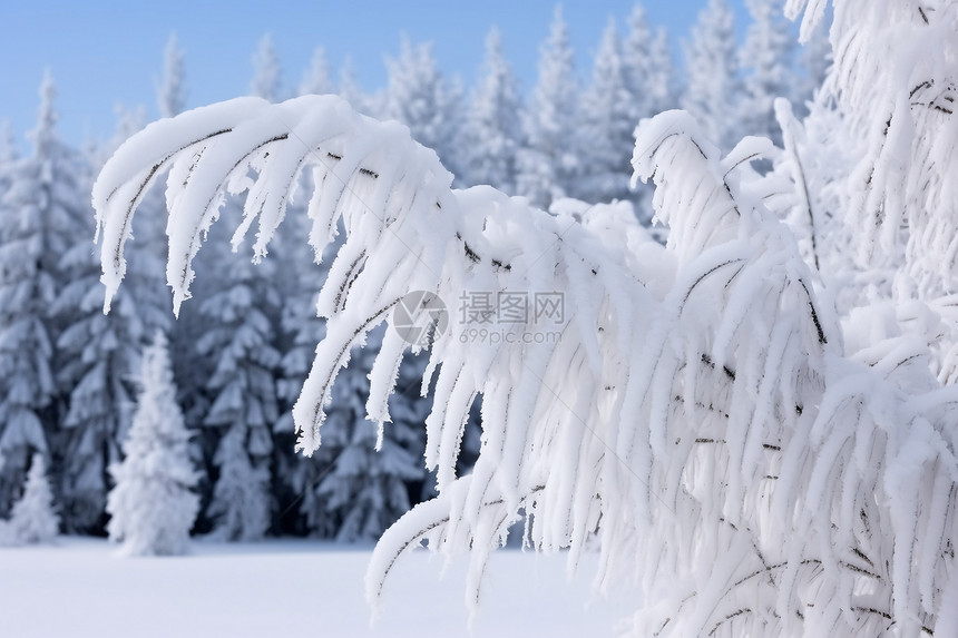 雪花覆盖的白色森林图片