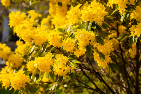 花园里金黄色的树叶图片