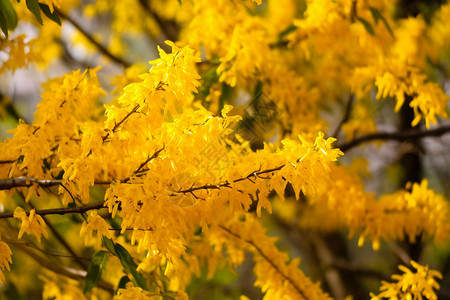 太阳花园公园金黄色的树叶背景