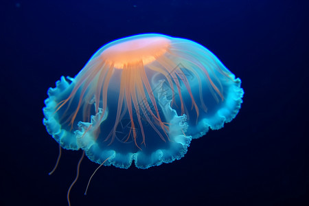 水族馆里发光的水母图片