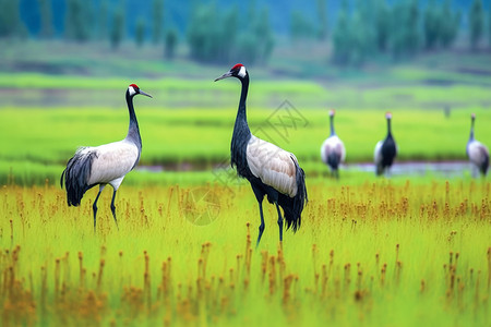 湿地黑颈鹤图片